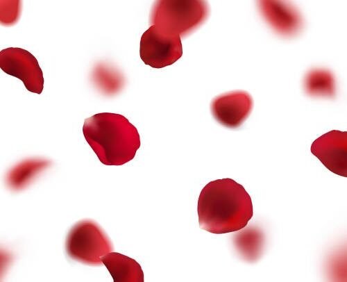 PETALOS DE ROSA